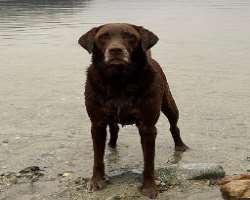 The actor is an animal lover and also adopted a dog whom he calls as Hildy. Hildy often appears in his Instagram posts.